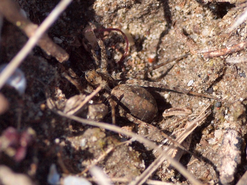 Pardosa sp.